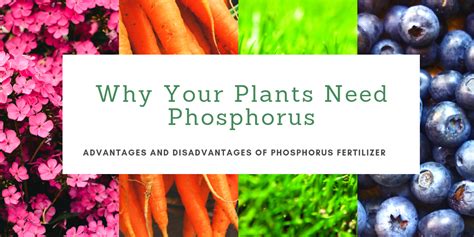 Why Your Plants Need Phosphorus: Advantages and Disadvantages