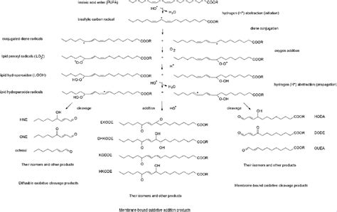 Schematic Representation Of Initiation Propagation And Termination Download Scientific Diagram