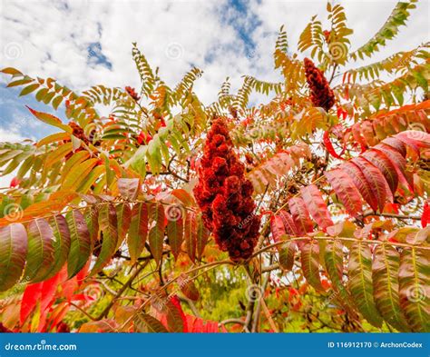 Large Red Sumac Plant in Fall. Stock Photo - Image of seed, nature: 116912170