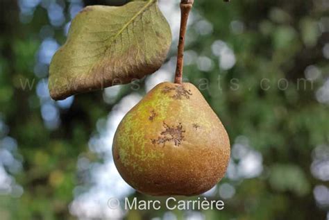 Pyrus Communis Subsp Pyraster Poirier Sauvage Poire Sauvage