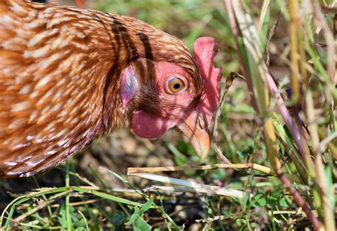 Formas Naturales De Acabar Con Las Malas Hierbas