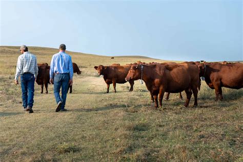Kansas Ranchers Use New Strategies to Preserve Prairie Lands | Working
