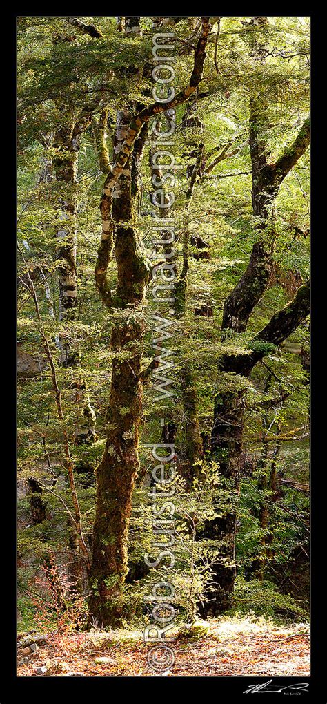 Red Beech Forest Interior Trees Trunks And Leaves Fuscospora Fusca