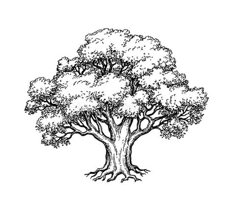 Ink Sketch Oak Tree Stock Illustrations – 1,585 Ink Sketch Oak Tree ...