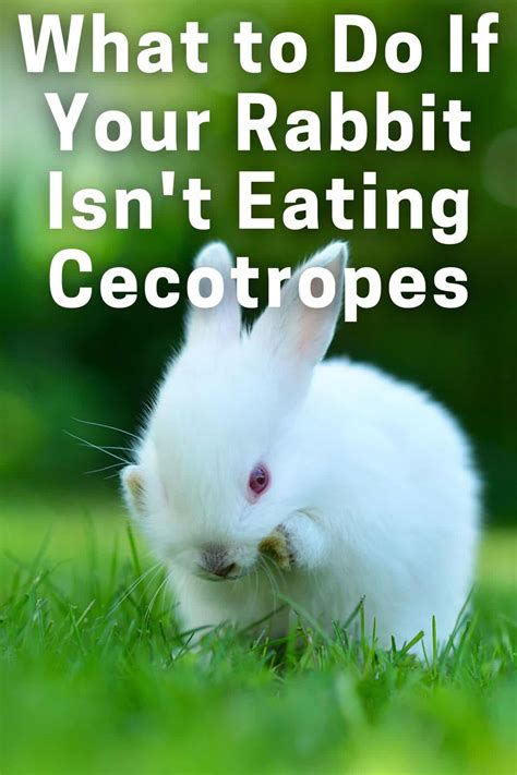 What To Do If Your Rabbit Isnt Eating Cecotropes Every Bunny Welcome