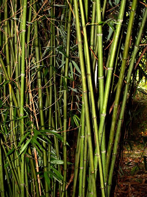 Phyllostachys Glauca Cv Yunzhu Le Jardin Des Collines Les Bambous