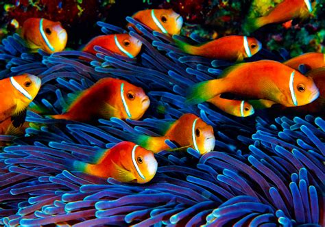 School Of Fish Wallpaper Wallpapersafari