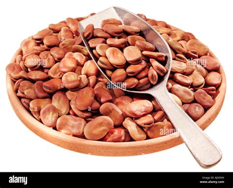 Dried Broad Beans Cut Out Stock Photo Alamy