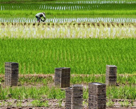 Rice Transplanting Poster By Jean Claude Soboul Photos