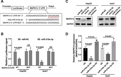 Mir 216a 3p Directly Targets 3 Utr Region Of Mapk14 Mrna A Schematic Download Scientific