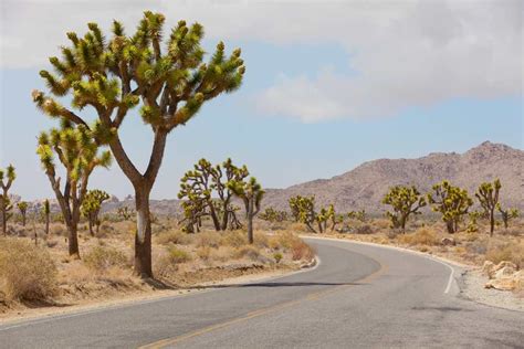 Joshua Tree Day Trip Highlights Itinerary Essential Tips