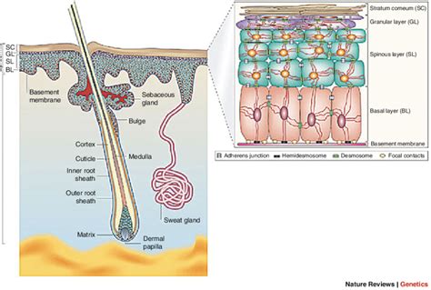 What Does The Basement Membrane Separate Openbasement