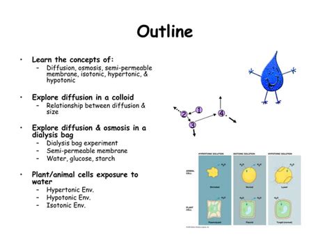 Ppt Diffusion And Osmosis Ppt