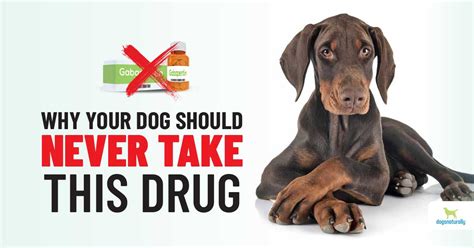 Gabapentin For Dogs Know The Risks Dogs Naturally