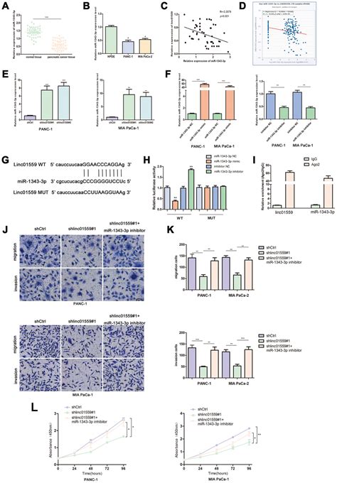 Long Noncoding Rna Linc Promotes Pancreatic Cancer Progression By