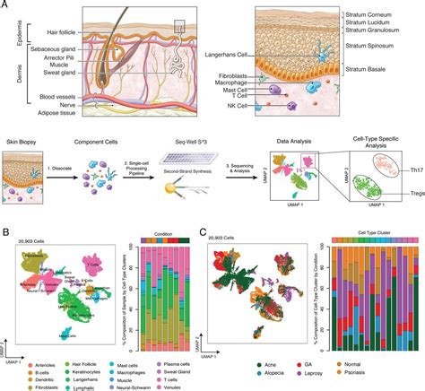 Highly Efficient Massively Parallel Single Cell Rna Seq Reveals Cellular States And Molecular