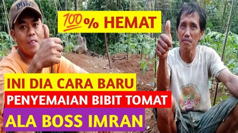 Cara Baru Kang Imran Dalam Penyemaian Bibit Tomat Dan Perawatannya