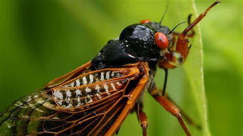 Cicadas 2024 Map Where Cicadas Will Emerge In Illinois And When Nbc