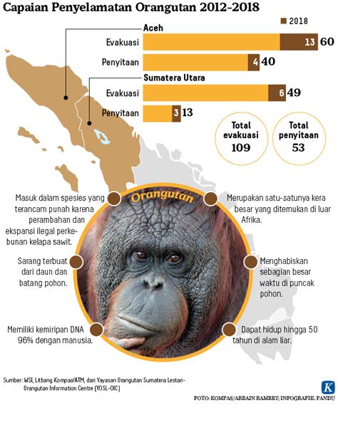 Jamin Habitat Orangutan Plta Batang Toru Mutlak Siapkan Mitigasi