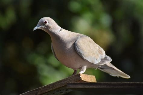 O Que Significa Sonhar Um Pombo Livro Dos Sonho