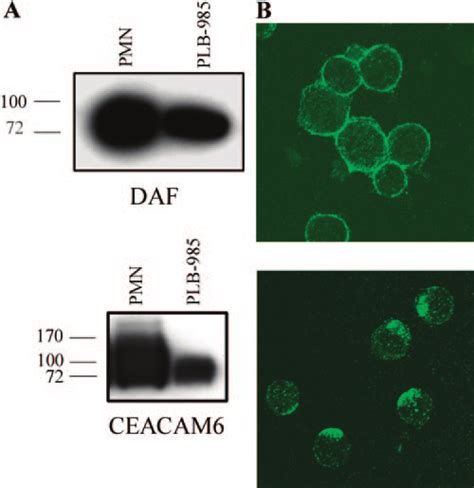 Differentiated Plb 985 Cells Express Daf And Ceacam6 A Western Blot