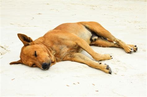 Premium Photo Sleeping Dog On Sand Beach