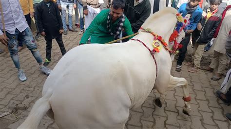 घोड़ा डांस जबरदस्त शादी में घोड़ा का Dance बवाल Horse Nach