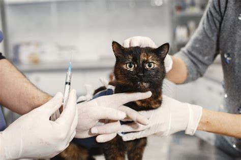 Panduan Cara Menangkap Kucing Liar Aman And Tanpa Menyakiti