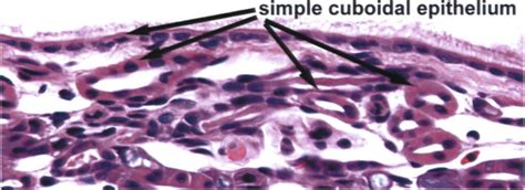 Simple cuboidal epithelium. The simple cuboidal epithelium lining the ...