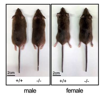 Ancient Virus Genes Make Male Mice Extra Muscular Nc Dna Day Blog