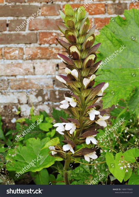 Bears Breeches Acanthus Hungaricus Acanthus Balcanicus Stock Photo