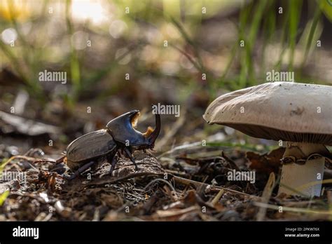 Bull Beetle Diloboderus Abderus Characteristic Of Argentina Walking