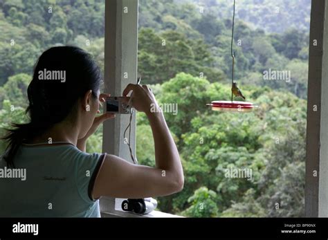 Birdwatcher, Asa Wright Nature Centre, Trinidad, Caribbean Stock Photo ...