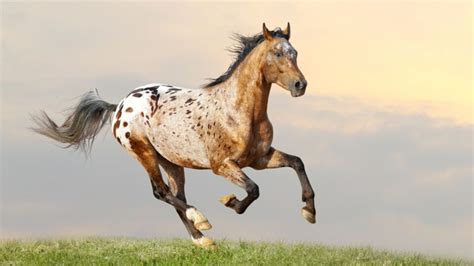 Appaloosa Horse Colors, Patterns, And Name Origin