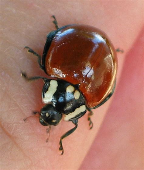 Large Lady Beetle Anatis Lecontei BugGuide Net