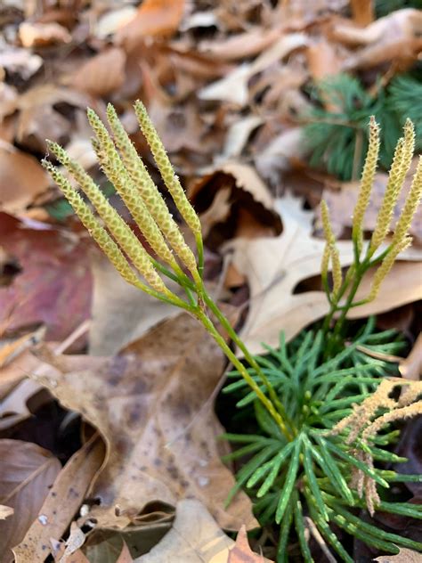 Running Cedar – Middle Way Nature Reserve