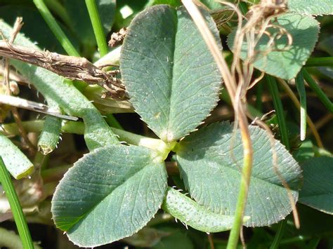 Photographs Of Trifolium Fragiferum Uk Wildflowers Trifoliate Leaf