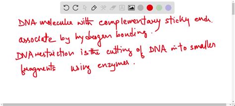 DNA molecules with complementary sticky ends associate by (a) covalent ...