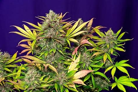 The Best Autoflowering Cannabis Strains Azarius