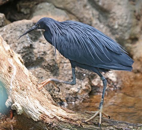 Pictures And Information On Black Heron