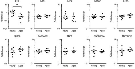 Interleukin 1b Il1b Gene Expression Is Lower In Aged Skin Than In