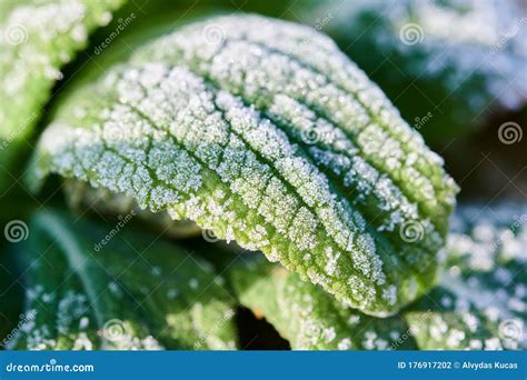 Folhas Verdes E Congeladas De Plantas Foto De Stock Imagem De Cristal