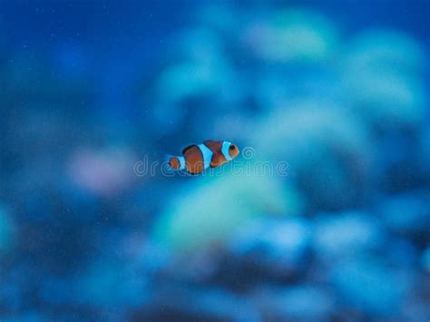 Nemo fish ðŸ Ÿ ocean life stock photo. Image of life - 200943714