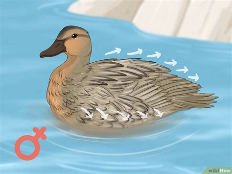 How To Tell The Sex Of A Baby Duck By Quack Plumage Vent