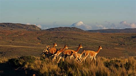 Vista Satelital de Pampa Galeras Ayacucho Perú Fotos y Videos