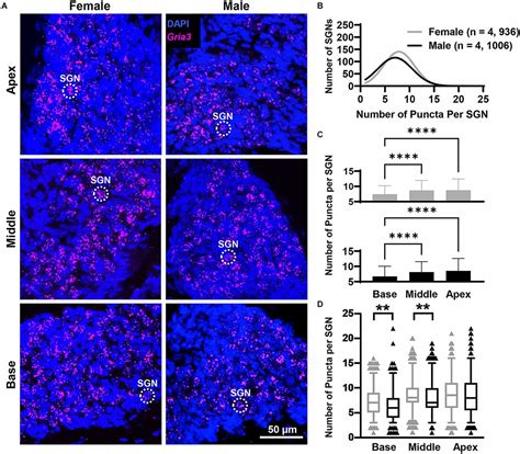 Frontiers Sex Differences In Glutamate AMPA Receptor Subunits MRNA