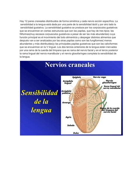 Solution Nervios Craneales Y Acv Studypool