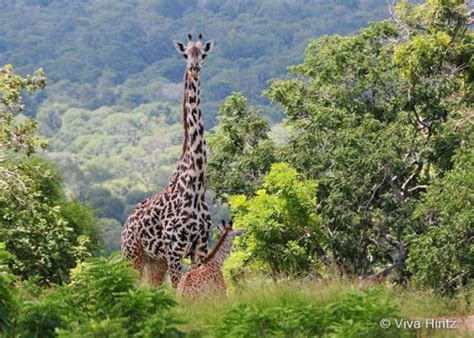 Tansania Safari Urlaub SAFARI Aktuell