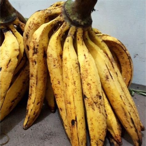 Jual Pisang Tanduk1kg Shopee Indonesia