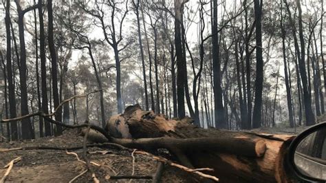 Esperan Que Las Lluvias Traigan Alivio A Los Incendios En Australia